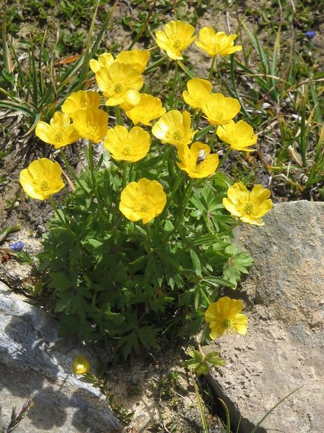 Piciorul cocoșului de munte (Ranunculus montanus) - Minunata flora a Romaniei