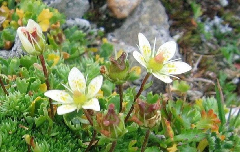 Saxifraga-pitica (Saxifraga bryoides) - Minunata flora a Romaniei
