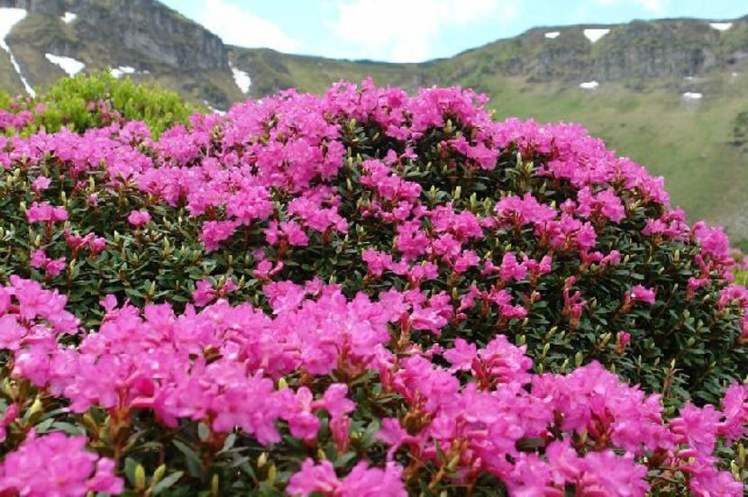 Smârdarul sau Bujorul de munte (Rhododendron) - Minunata flora a Romaniei