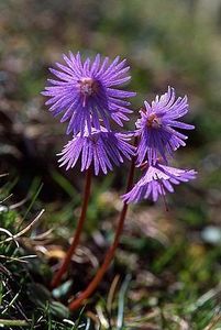 Soldanella alpina - Minunata flora a Romaniei