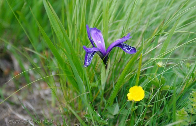 Stanjenel mic de munte, iris pitic (Iris ruthenica) - Minunata flora a Romaniei