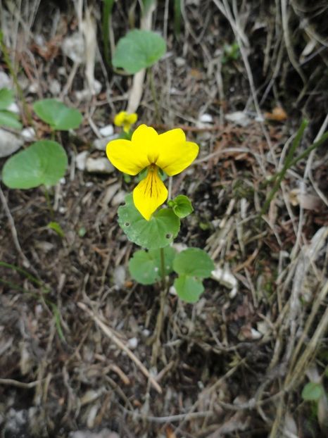 Toporaș galben de munte (Viola biflora) - Minunata flora a Romaniei