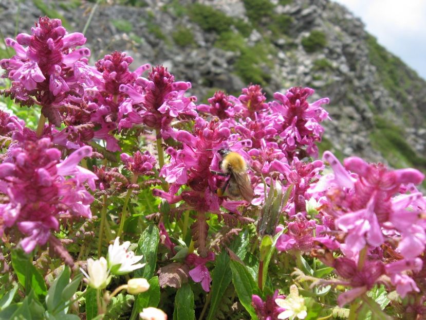 Vârtejul pământului (Pedicularis verticillata) - Minunata flora a Romaniei