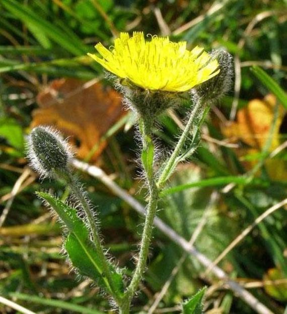 Vulturica-de-stanci, vulturica (Hieracium villosum). - Minunata flora a Romaniei