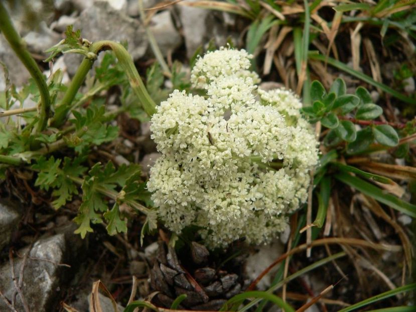 Zmeoaie de munte (Libanotis humilis) - Minunata flora a Romaniei