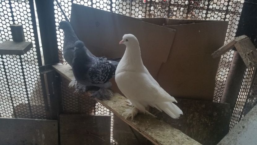  - ROMAGNOLI PORUMBEI