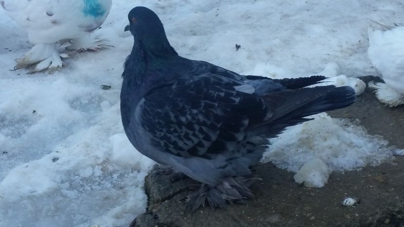  - ROMAGNOLI PORUMBEI