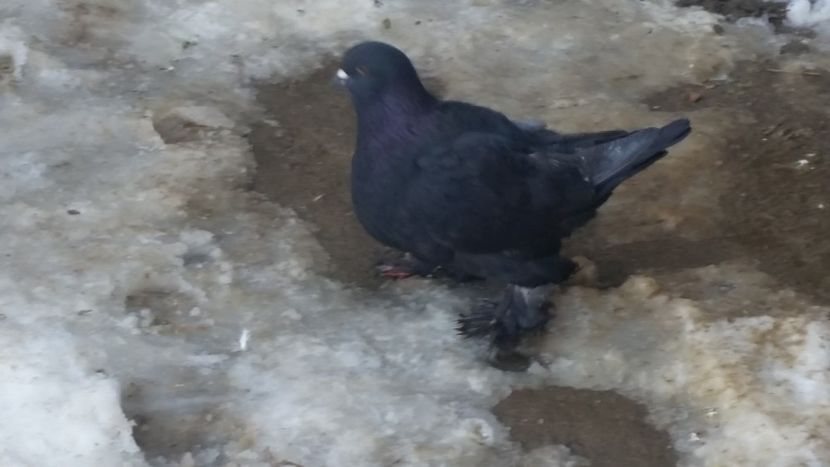 DSCF6410 - ROMAGNOLI PORUMBEI