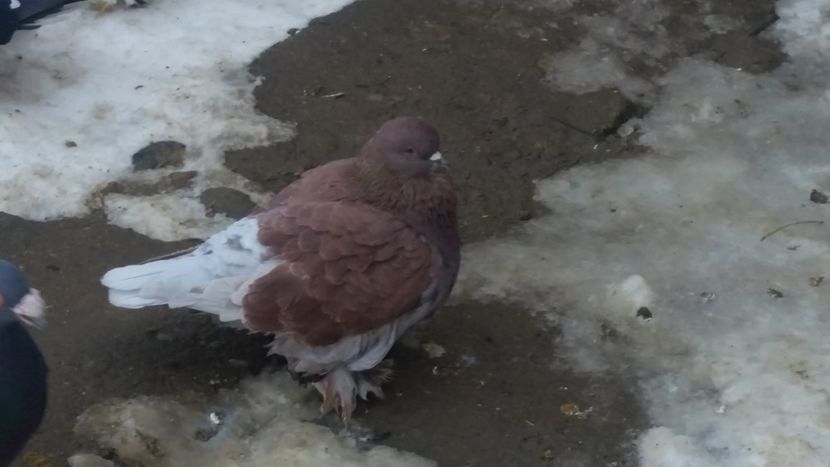  - ROMAGNOLI PORUMBEI