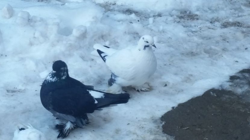  - ROMAGNOLI PORUMBEI