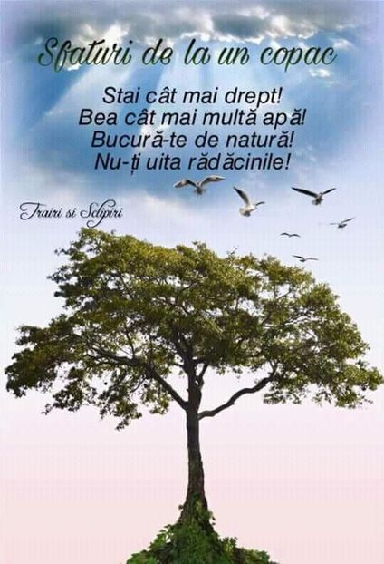  - Poze 1