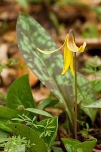 Maseaua ciutei - Yelow Erythronium albidum - Minunata flora a Romaniei