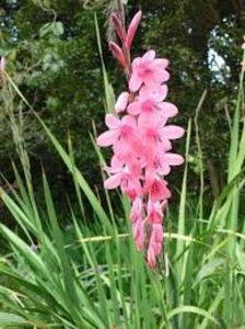 Watsonia borbonica - Ce-i frumos si lui Dumnezeu ii place