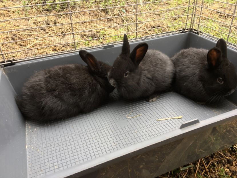 3 F deparazitare in 17.03.18 - 1 Cuib 16-02-2018 - 3 pui