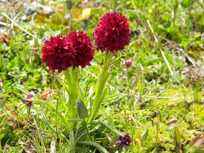 Sângele voinicului (Nigritella rubra) - Minunata flora a Romaniei