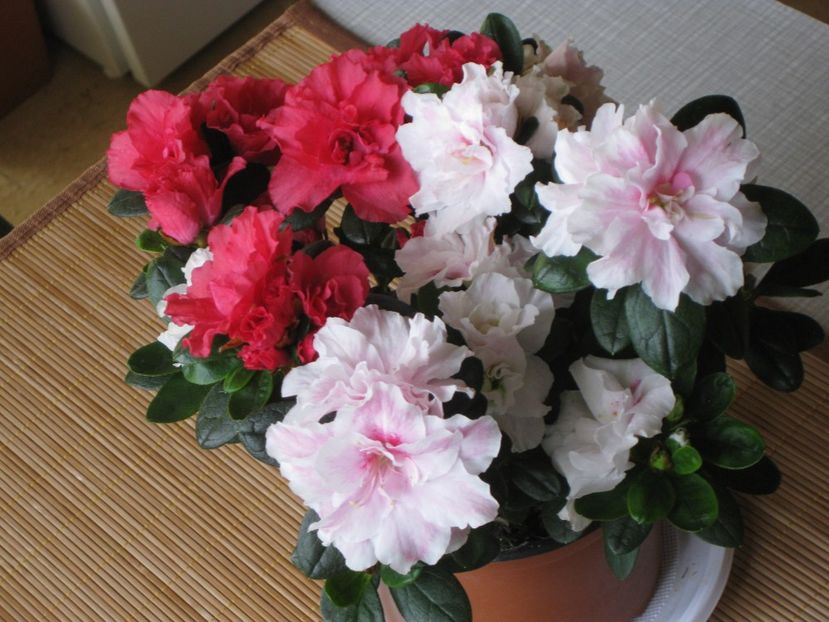  - 2017-2018 Frumoasele mele