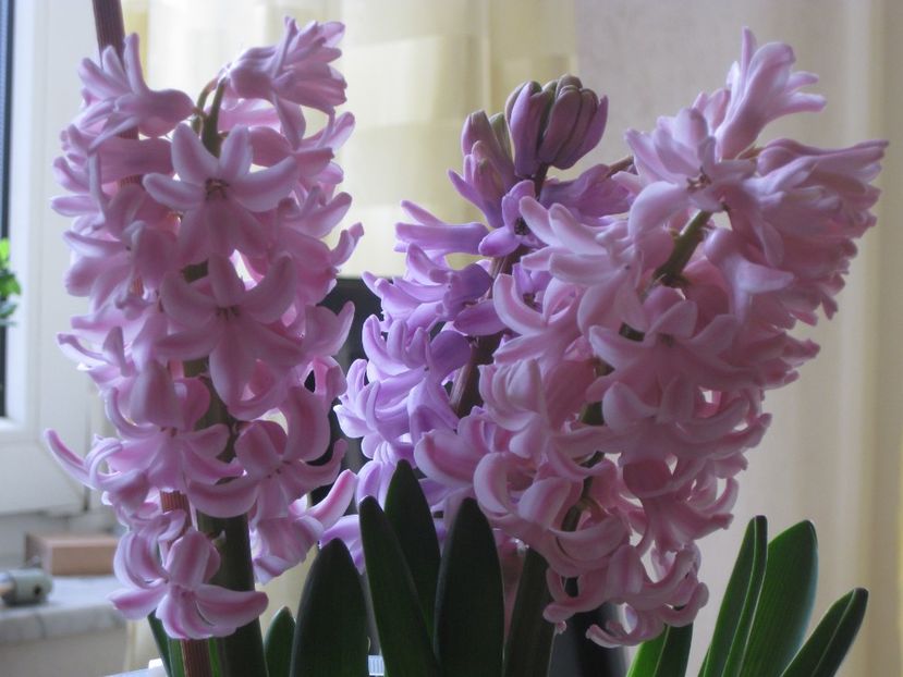 zambilute - 2017-2018 Frumoasele mele