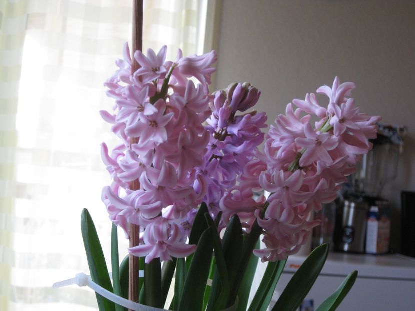  - 2017-2018 Frumoasele mele