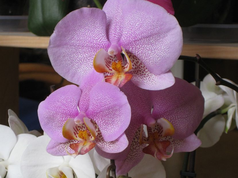  - 2017-2018 Frumoasele mele