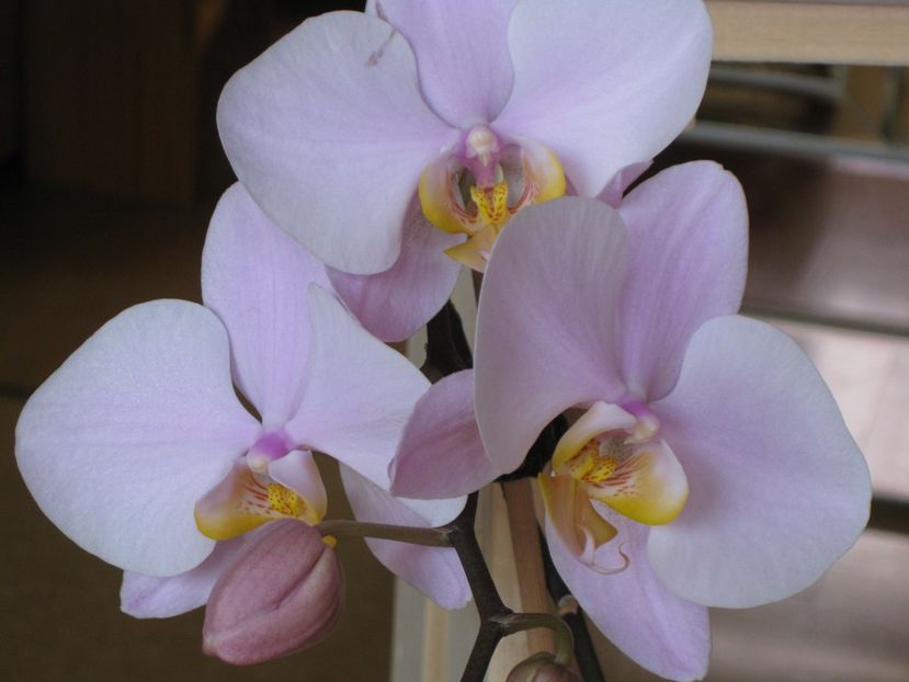  - 2017-2018 Frumoasele mele