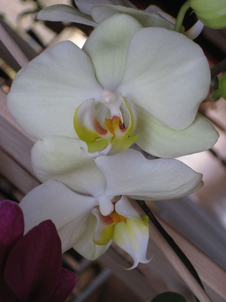  - 2017-2018 Frumoasele mele