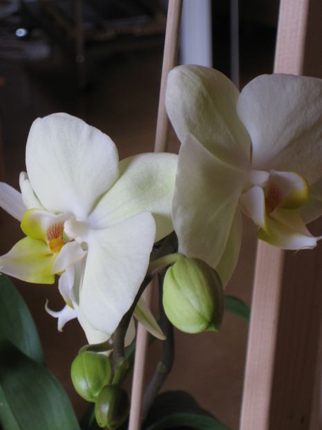  - 2017-2018 Frumoasele mele