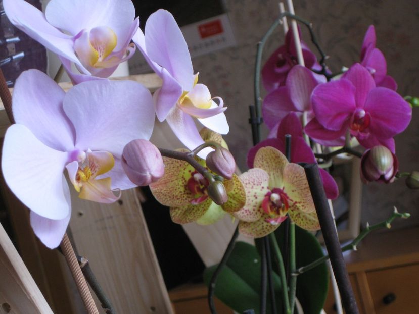  - 2017-2018 Frumoasele mele