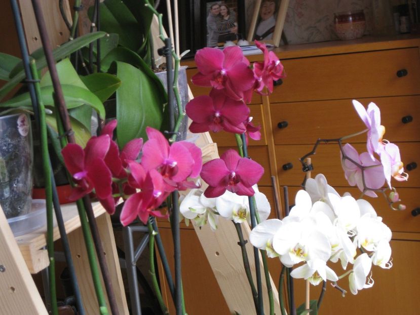  - 2017-2018 Frumoasele mele