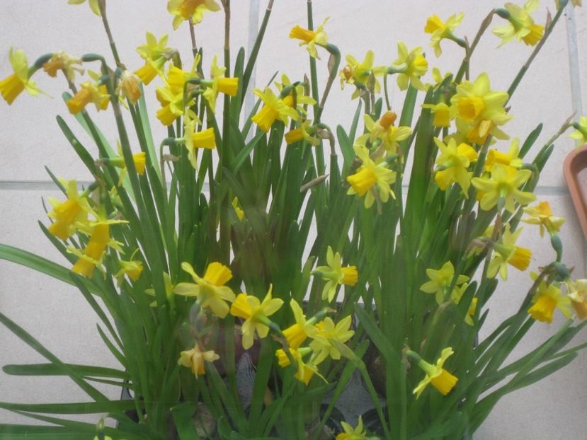 narcise - 2017-2018 Frumoasele mele