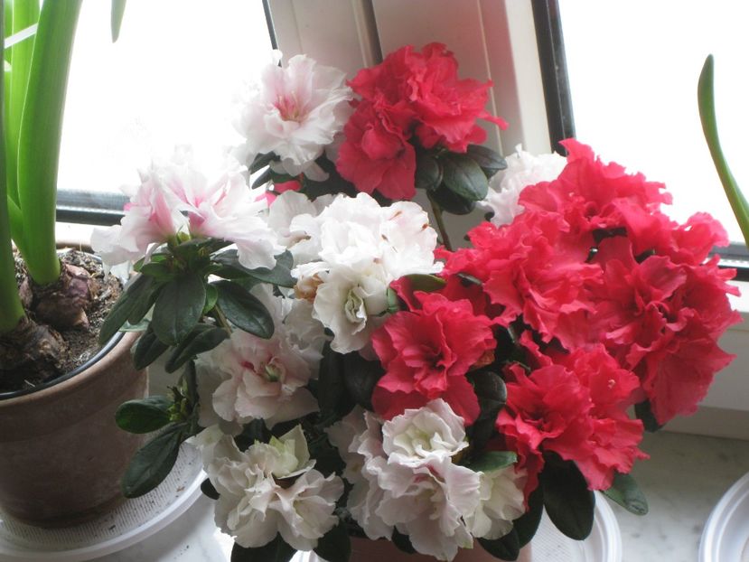 azalee - 2017-2018 Frumoasele mele