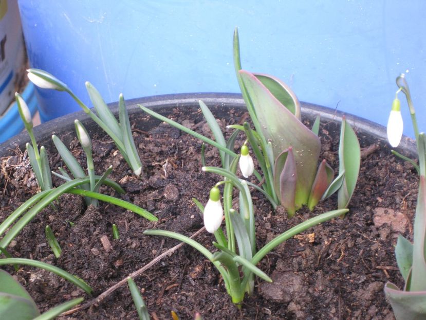 ghiocei - 2017-2018 Frumoasele mele