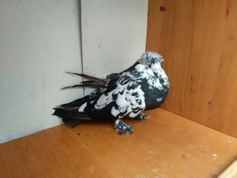 F.100 LEI - Porumbei  vinduti