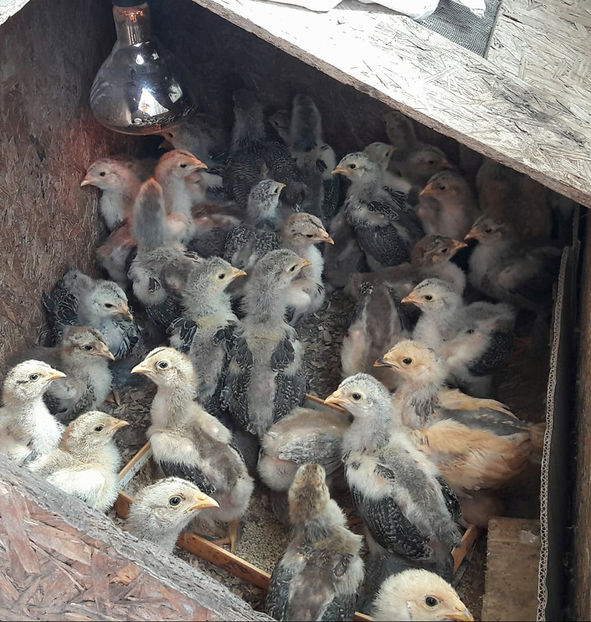 Seria I la aproape o luna - a__Pui si tineret brahma 2018