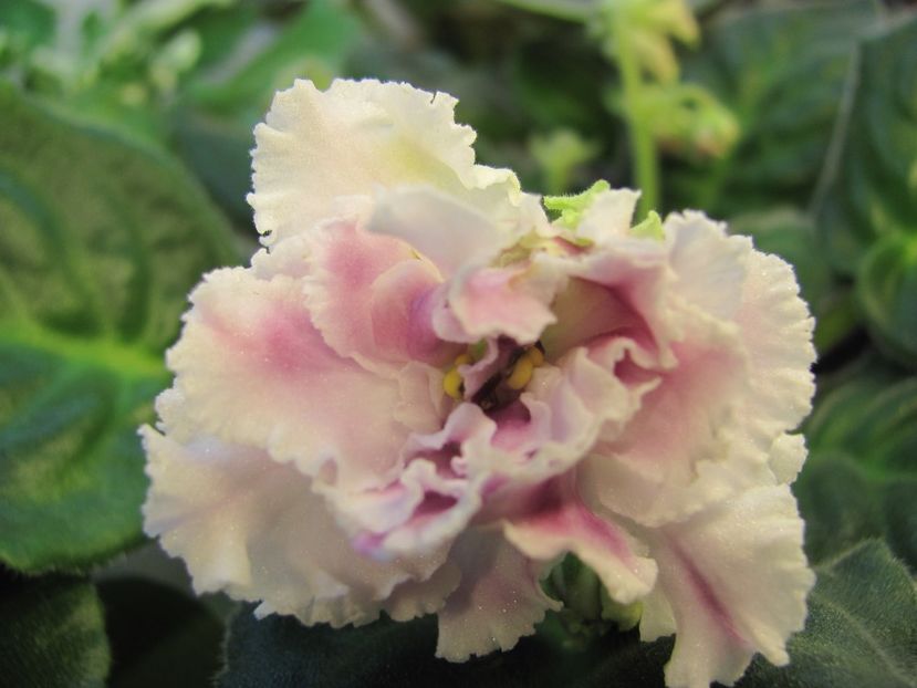  - ZZZRS Gertsoginia Liuks