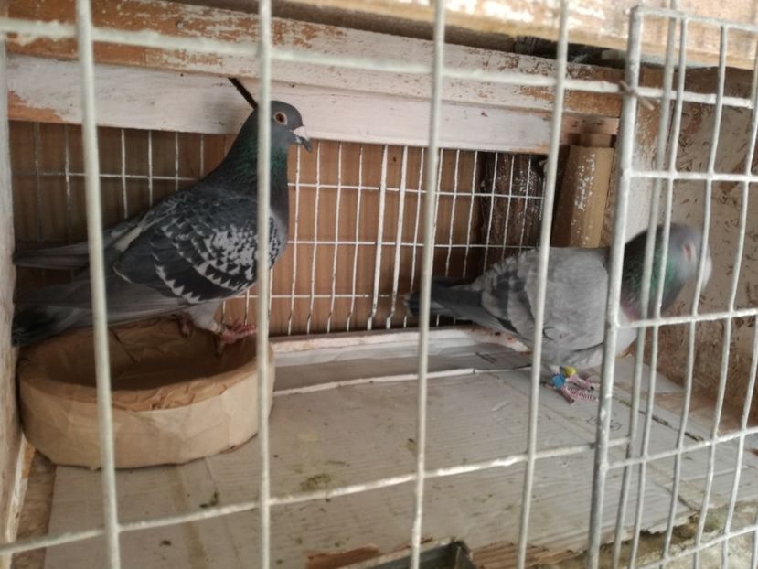  - 10-03-2018-Imperechere porumbei