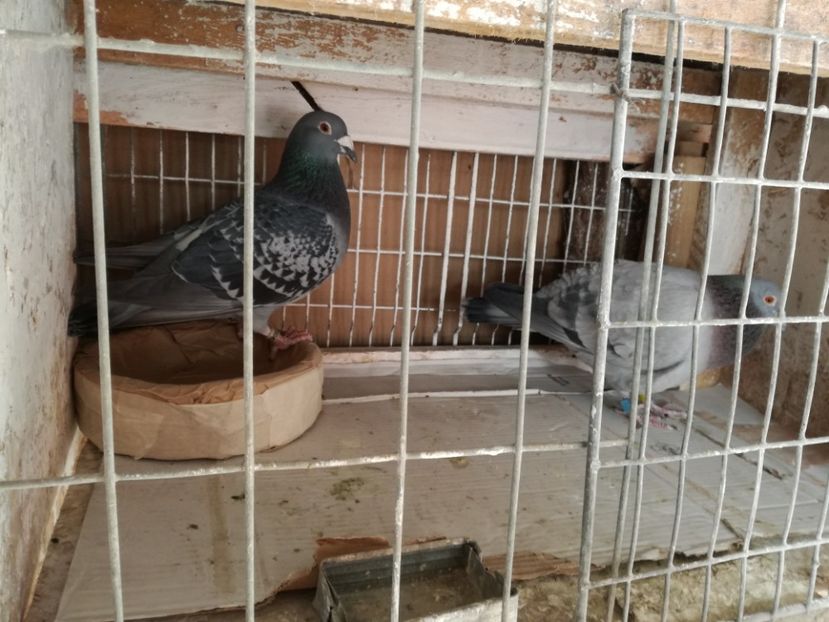  - 10-03-2018-Imperechere porumbei