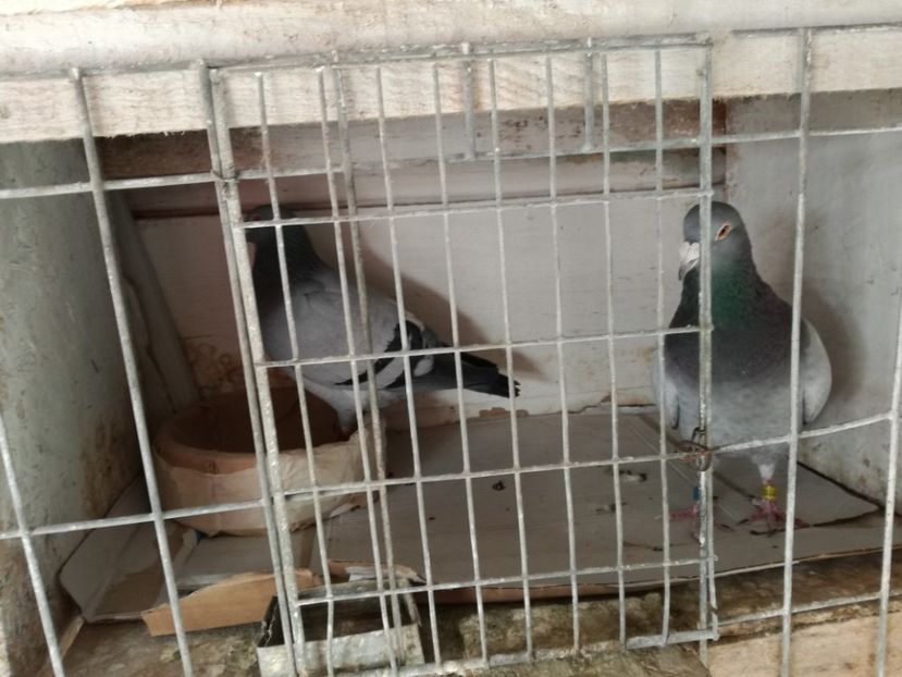  - 10-03-2018-Imperechere porumbei