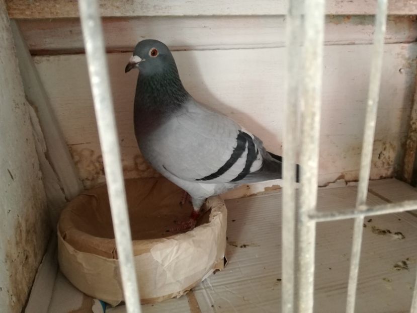  - 10-03-2018-Imperechere porumbei