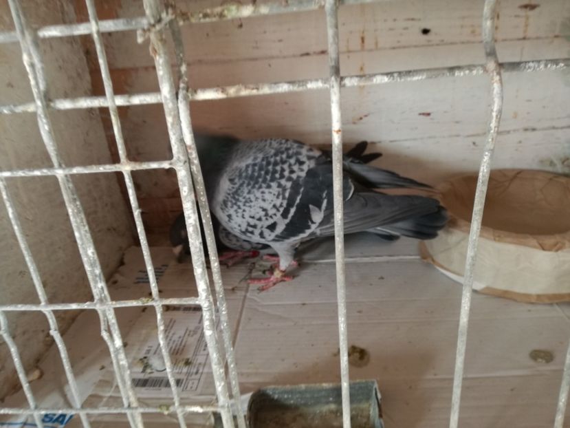  - 10-03-2018-Imperechere porumbei