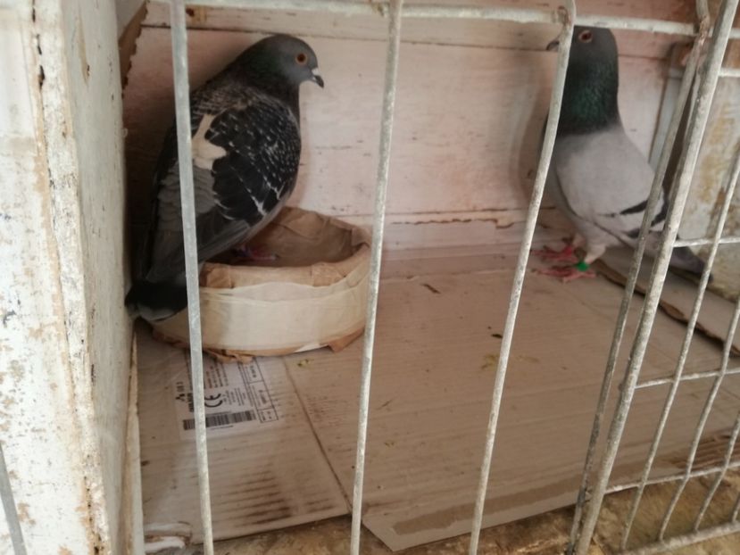  - 10-03-2018-Imperechere porumbei