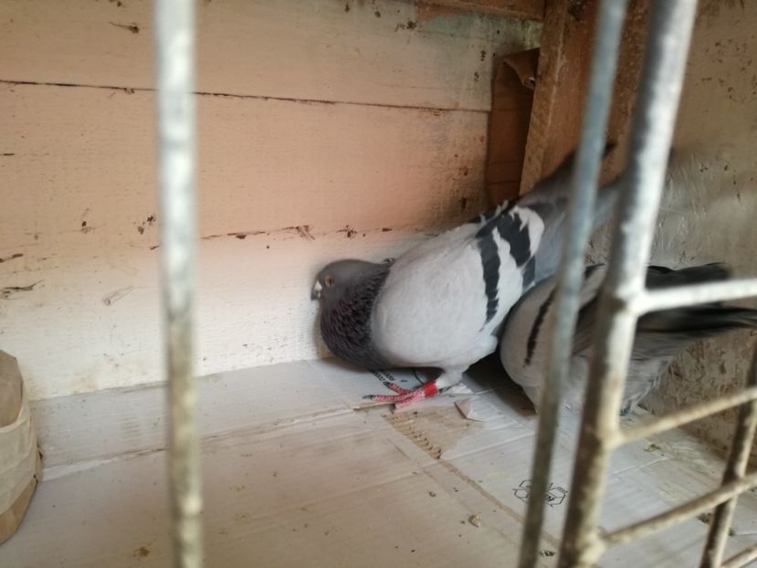  - 10-03-2018-Imperechere porumbei