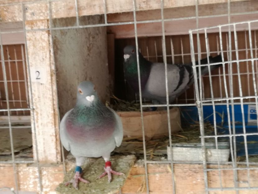  - 17-03-2018-Relaxare