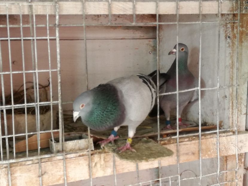  - 17-03-2018-Relaxare