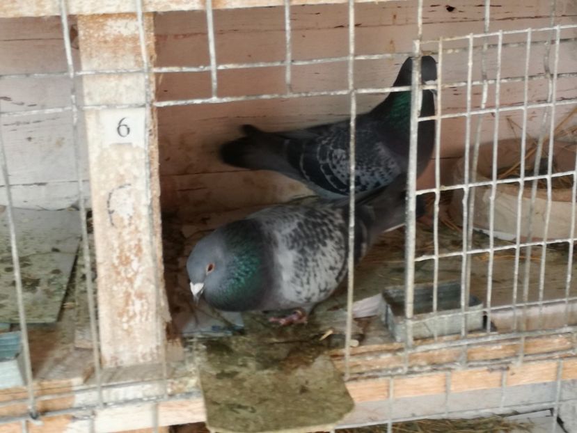  - 17-03-2018-Relaxare