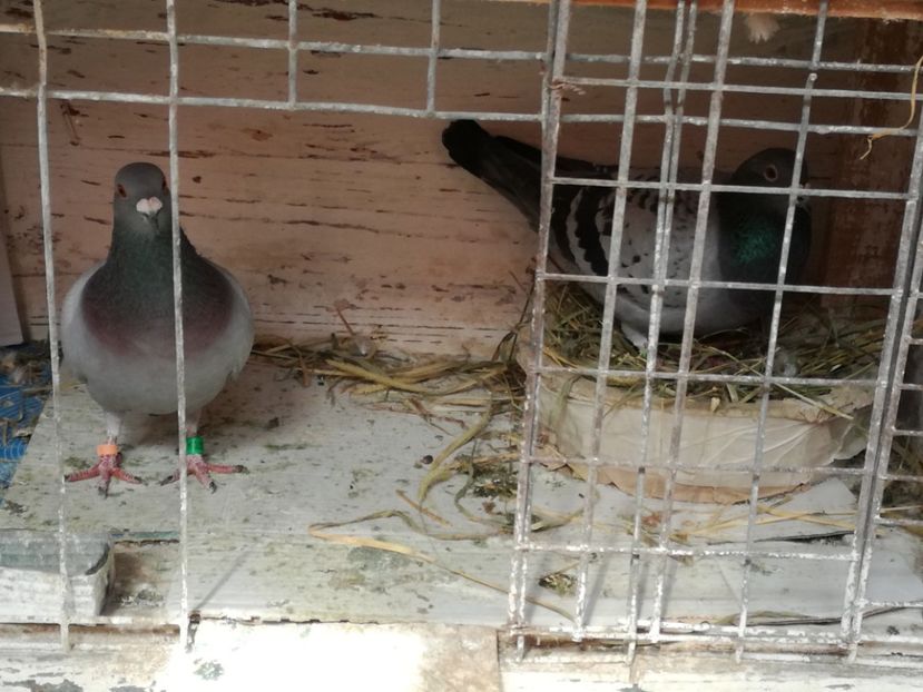  - 17-03-2018-Relaxare