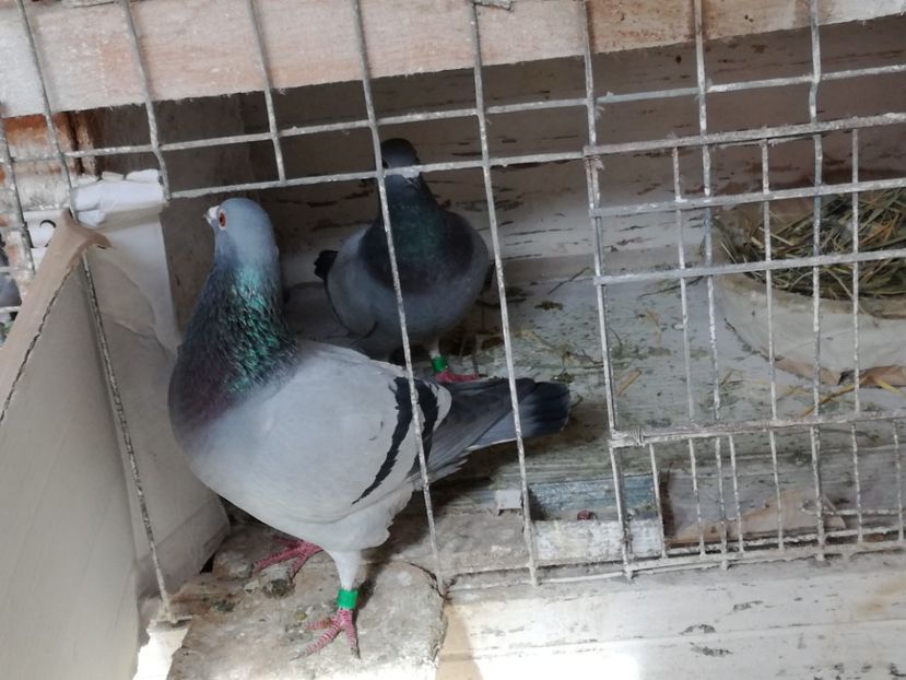  - 17-03-2018-Relaxare