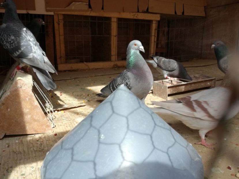  - 17-03-2018-Relaxare