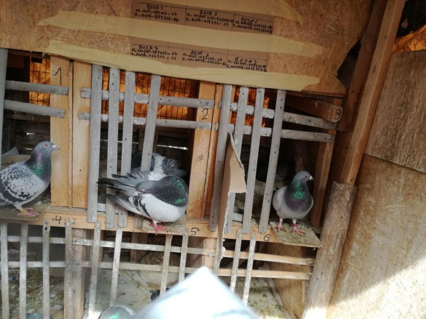  - 17-03-2018-Relaxare