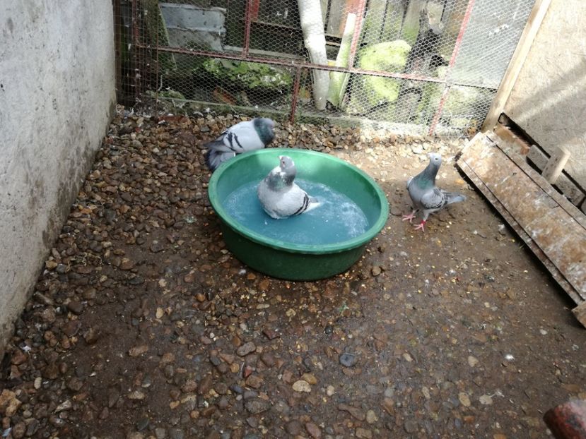  - 17-03-2018-Relaxare