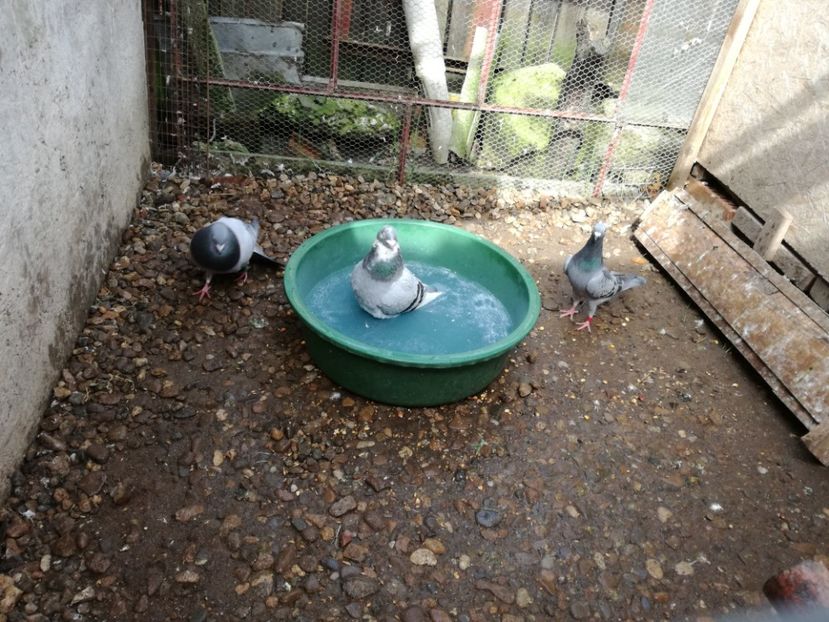  - 17-03-2018-Relaxare